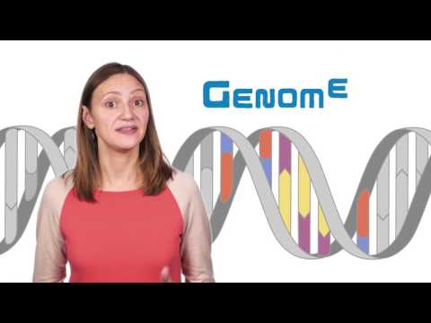 What is the difference between genetics and genomics?