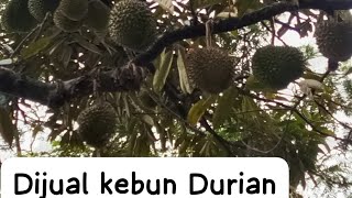 Dijual Murah tanah kebun Durian. Info hub : 087809965332 / YUDI.