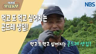 [곤드레 농장 운영으로 연 매출 6억 원] 먹고 또 먹고 싶어지는곤드레 생잎!