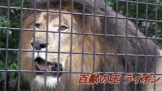 百獣の王 『 ライオン 』Lion