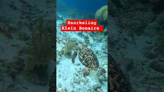 Snorkeling Klein Bonaire  with Flippin Awesome Adventures.  Turtles, fish , corals and more!