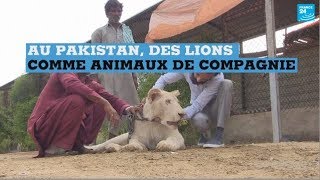 Des lions comme animaux de compagnie au Pakistan