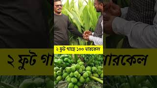 ২ ফুট গাছে ১০০ নারকেল 🥥 Coconut farming in West Bengal