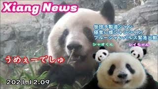 【Xiang News】シャンシャン、カワイイ寝食い＆またブルーシャンパルス緊急出動 2021.12.09