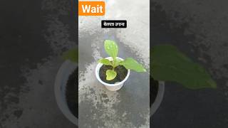 बेल पत्र का पेड़ लगाना ||बेल बट्टू का उगाना || how to grow bel pathar #belpatra 🌕🌕