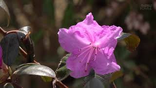 [4K] 　アルペンローゼの花・秋元園芸 PJ Mezitt