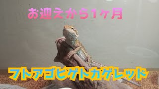 生後４ヶ月フトアゴヒゲトカゲご飯待ちきれない！！