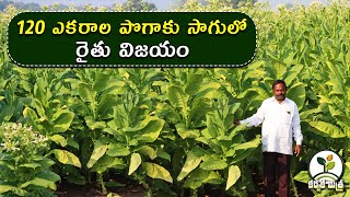 పొగాకు సాగులో రైతు జయభేరి | Success Stoty of Tobacco Farming | Karshaka Mitra #agriculture #tobacco