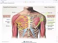 anatomy chapter 11 ~ appendicular muscles