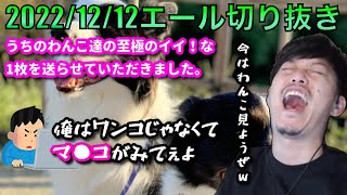 【布団ちゃんエール】視聴者のワンコを見るも、視聴者の一言に笑ってしまう布団ちゃん　2022/12/12