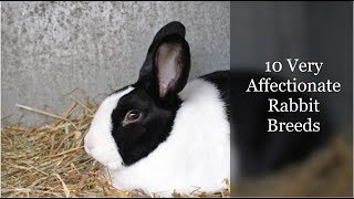 10 Very Affectionate Rabbit Breeds