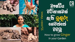 ඖෂධීය වටිනාකමක් ඇති ඉගුරැ ගෙවත්තේ වවමු | How to Grow Ginger