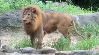 草を食べる柑太郎【ライオン】❤️とべ動物園2022年７月