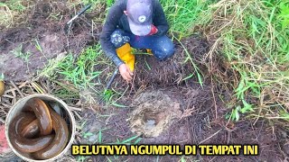 MANCING BELUT KALAU MENEMUKAN SPOT SEPERTI INI ASLI BELUTNYA NGUMPUL