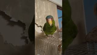 コボウシインコのコボちゃん 不機嫌