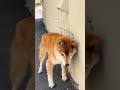 this 17 year old shiba who finds joy in a warm dryer vent