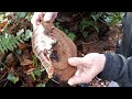 foraging for artist’s conk ganoderma applanatum