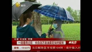 沈阳：一场春雨过后，长白岛万亩油菜花如约绽放