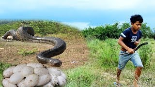 Brave Man Stealing Python Snake Eggs How to Cook And Eat python snake Eggs