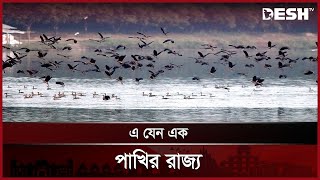 পাখির কলতানে মুখর ঠাকুরগাঁওয়ের রামরাই দীঘি | Guest Bird | Desh TV