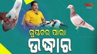 ଗୁପ୍ତଚର ପାରା ଉଦ୍ଧାର#NNSODIA