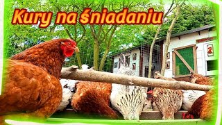 Kury jedzą śniadanie 🐓🐔🐤🐥