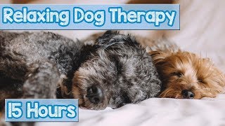 NEW, IMPROVED Relaxing Music for Dogs! Calm Your Energetic Dog with this Soothing Music (2018) 🐕💤