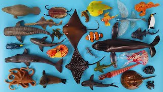 Animals in the Sea Humpback Whale Shark Crab, Nautilus, Stingray, Clownfish, Elephant Sea, Octopus