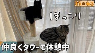 アメショーさんと黒ねこさん、タワーの上でのんびり休憩中