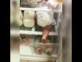 BABY IN FRIDGE  #baby #refrigerator #fridge