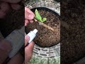 One more way to propagate hydrangeas in the sand