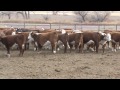 50 hereford replacement heifers