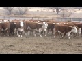 50 hereford replacement heifers