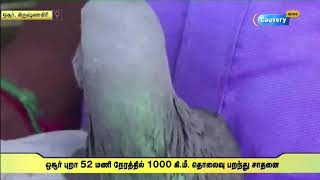 52 மணி நேரத்தில் 1000 கி.மீ. தொலைவு பறந்து சென்ற புறா | Hosur