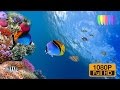 Hikkaduwa Coral Reef - WHITE CODE Under Water Show Reel