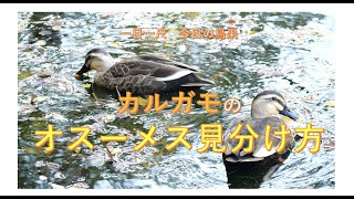 カルガモのオス-メス判別動画