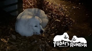 お芋に落ち葉のベッド…ルンルンの大好きな冬がきました　Great Pyrenees　グレートピレニーズ