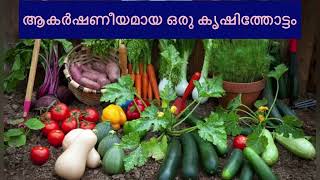 ആകർഷണീയമായ ഒരു കൃഷിത്തോട്ടം/Easily Grow These 10 Vegetables at Home/kerala vegetables