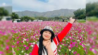 How to go Kam Tin Cosmos Flower🌷💮🌺🥀