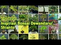 The Best Inspirasi Bonsai Dewandaru/shianto