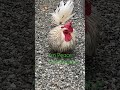 にわとりの紹介　　　　introduction of roosters