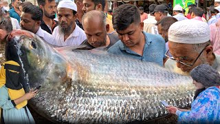 আমার দেখা সবচেয়ে সস্তায় পদ্মার ৩ কেজি সাইজের রাজা ইলিশ বিক্রি হল | এত সস্তায় পদ্মার রাজা ইলিশ মাছ