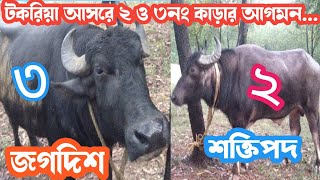 টকরিয়া আসরে ২নং ৩নং কাড়ার আগমন || #karalorai #puruliakaralorai