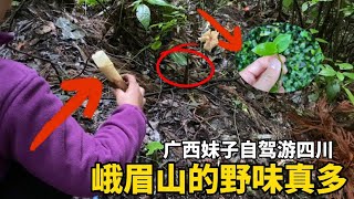 花160元徒步四川峨眉山，连续下雨7天，山里长出了不少好东西！广西妹子自驾游四川