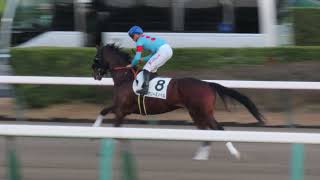 2023年12月09日 中山12R 3歳以上2勝クラス 本馬場入場 ケリーズノベル