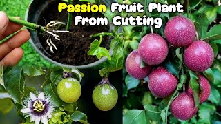 Purple Passion Fruit Growing From Cutting | Growing passion fruit at home