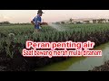 ingin bawang merah tumbuh sehat,normal ?