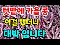 서리태 넝쿨 강낭콩에 이걸 했더니 대박 났네요 쉽고 맛있는 건강식 콩요리 갓 수확한 구수한 맛으로 콩 1년 보관법#콩효능 #강낭콩#건강 #다이어트 #힐링 #food #시골