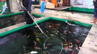 Maple Koi Japan 2015. Breeder Hosokai. A walk around the koi farm.