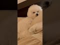 飼い主の枕にフィットする子犬ビション🐻‍❄️